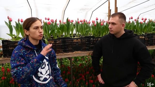 Выращивание тюльпанов. Цветочный бизнес. Бизнес в деревне смотреть онлайн
