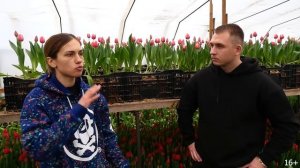 Выращивание тюльпанов. Цветочный бизнес. Бизнес в деревне