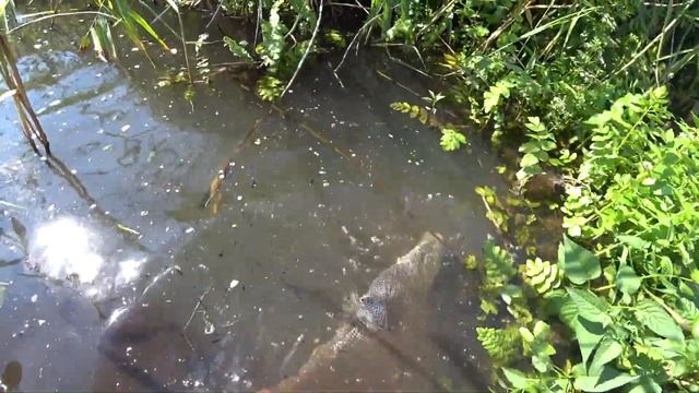 ЛОВИМ РЫБУ НА ТРЕУГОЛЬНИК! УЧИМ МЛАДШЕГО БРАТА ЛОВИТЬ РЫБУ! смотреть онлайн