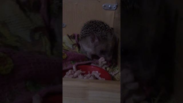 Ушастый ёж смотреть онлайн