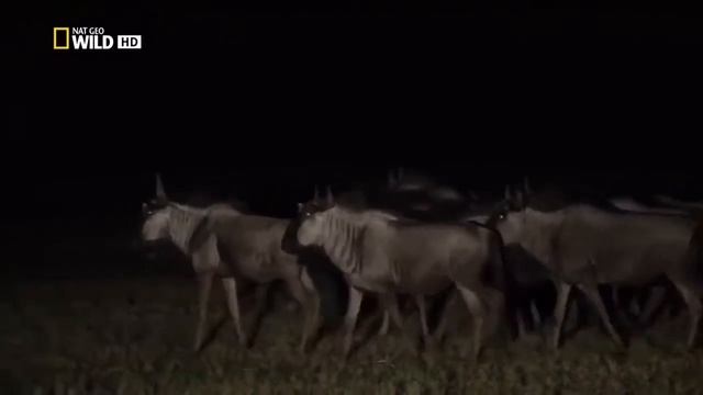 Wild Animal World: Гиены - опасные хищники Африки