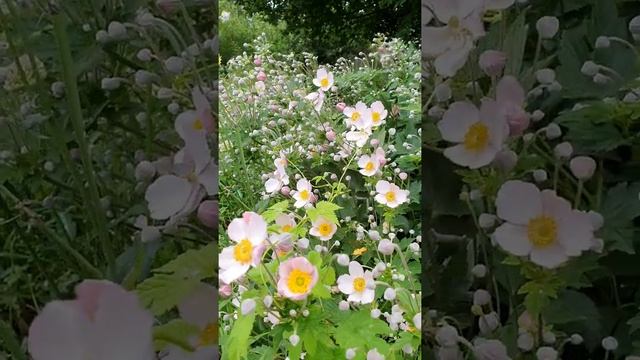 АНЕМОНА #многолетники #неприхотливыецветы #красивыемноголетники смотреть онлайн