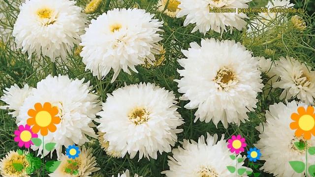 Хризантема девичья Невеста. Краткий обзор, описание характеристик chrysanthemum parthenium смотреть онлайн