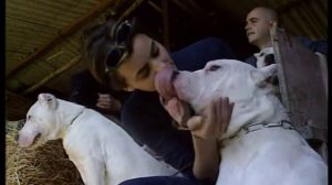 Аргентинский дог