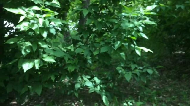 Ч 1 делаем халабуду смотреть онлайн