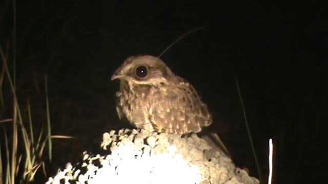 Bacurau-branco -Eleothreptus candicans - White-winged Nightjar смотреть онлайн