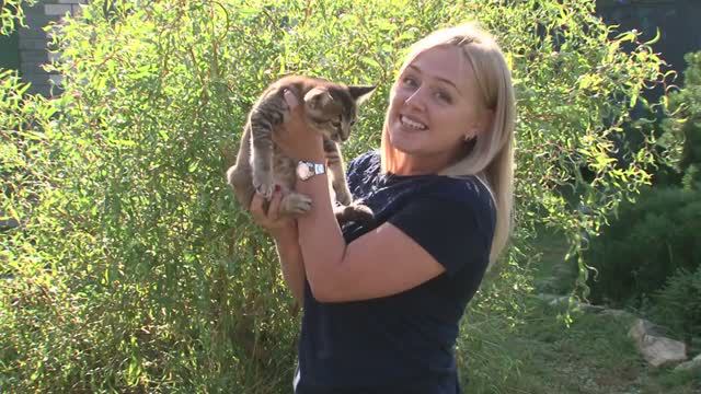 Кошка породы каракет