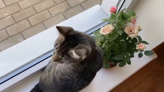 С добрым осенним утром , друзья . смотреть онлайн