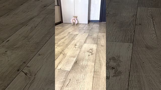 Девочка Чихуахуа 3 месяца? Ищет семью. Голубо-палевый окрас #щенкичихуахуа #чихуахуа #щенки смотреть онлайн