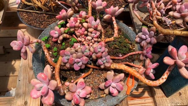 #41 SUCCULENT PINK MOON STONE|HD GARDENT|GRAPTOPETALUM AMETHYSTINUM|SEN ĐÁ SỎI HỒNG |BEAUTIFUL| смотреть онлайн
