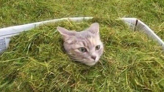 это фотошоп или реальное фото?