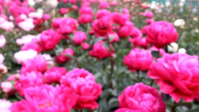 Lactiflora Fiona | R2 Flowers BV | Peonies