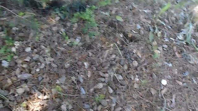 Грибы Дождевики, используйте как футаж! Натуральные съёмки. смотреть онлайн