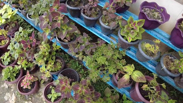 Vlog | Nursery Kak Ayuni, Jerantut Pahang смотреть онлайн