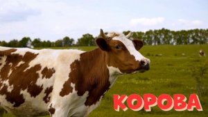 Корова для малышей| Как говорят животные | Мычание коровы | Домашние животные Звуки животных