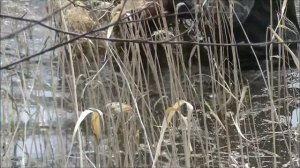 Рыбалка вентерями ( фитилями, мережкой ) на щуку, карася.