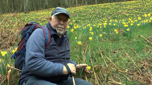 The Wild Daffodils of Farndale
