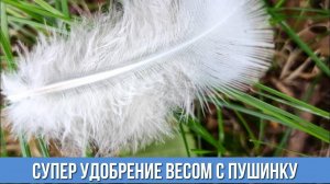 Вы не представляете как я использую куриные перья с пользой для всего огорода Перья как удобрение