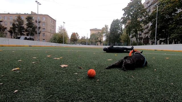 Такого ВЫ не видели! БУЛЬДОГ дважды снес камеру , едва не оторвал руки, но мы его все равно любим! смотреть онлайн