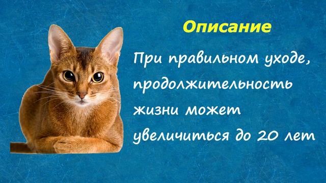 Оскар о котах абиссинской породы смотреть онлайн