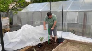 Сажаю виноград Юпитер, Клубничный в открытый грунт на северо-западе Подмосковья.