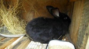 Можно ли кроликам давать капусту? Кролиководство