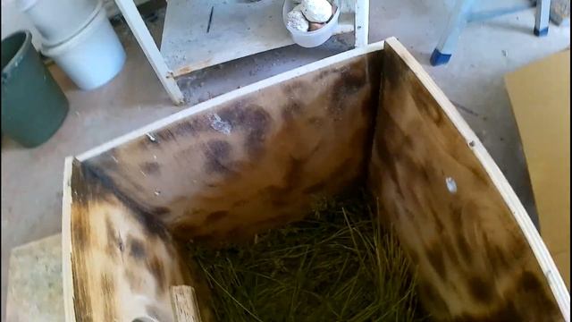 пёстрые розеллы / птенцы розелл / осмотр гнезда птиц и возможно последний ... смотреть онлайн