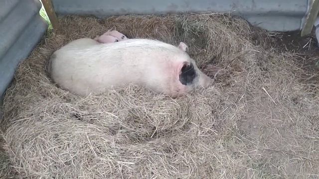 Опорос свиньи. Как принимать роды? Никак. смотреть онлайн