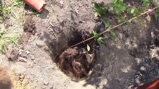 посадка клематиса смотреть онлайн