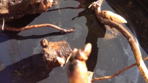 РАЗМНОЖЕНИЕ ПИОНОВ. ВСЕ СПОСОБЫ