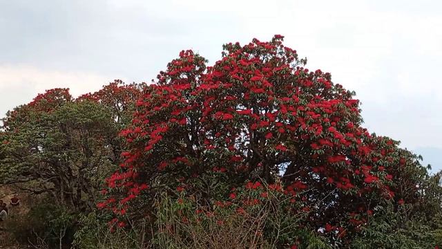 Rhododendron Forest, Myagdi, Nepal смотреть онлайн