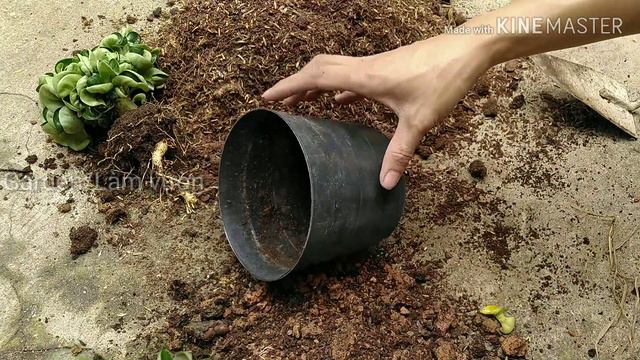 🌳Thay Đất Cho Cây Sứ DHA | Dorset Horn Adenium (DHA) смотреть онлайн