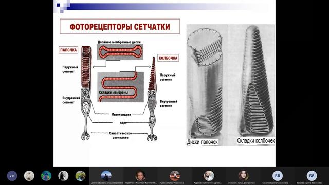 Зрительный анализатор | Физиология смотреть онлайн