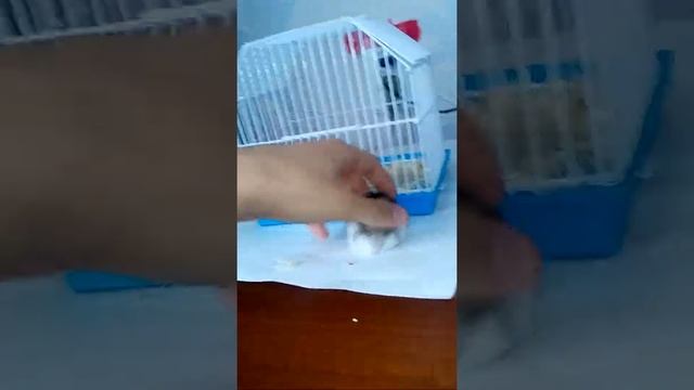 Хомяк джунгарик беситься смотреть онлайн