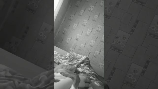 Смесь стаффорда с немецкой овчаркой. смотреть онлайн