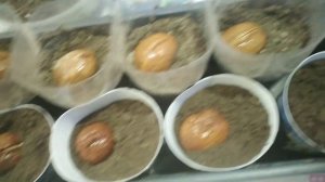 Проращивание Грецкого Ореха из магазина в домашних условиях. Два способа.