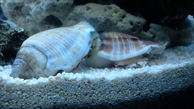 Рак отшельник и стромбус Батл)))) смотреть онлайн