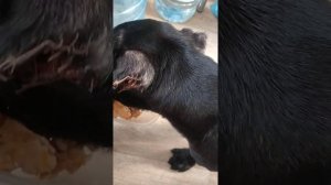 Кане Корсо 2.5 месяца кормление.