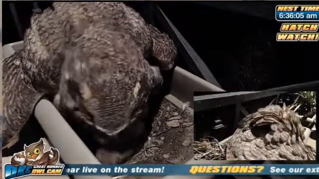 Mrs T feeds Java a couple bites 2-11-15 смотреть онлайн