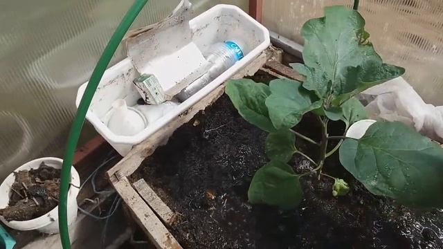 КОГДА СЕЯТЬ БАКЛАЖАНЫ и как ВЫРАЩИВАТЬ в Ленинградской области смотреть онлайн