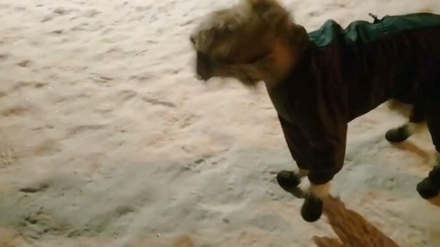 Пёс Тотоша и - 24°🎅👂👀 комментарии замёрзли от слова `совсем` на площадке у гаражного комплекса 🐶🤗💪 смотреть онлайн