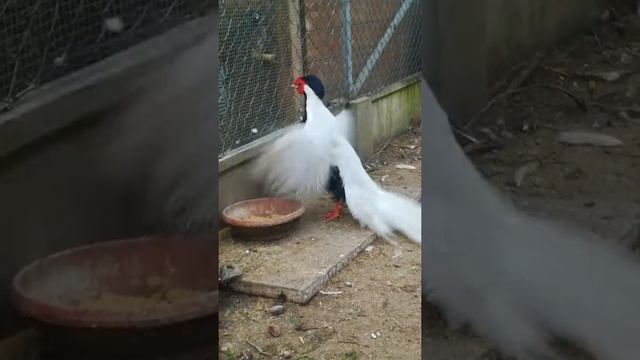 Lophura nycthemera | Silver pheasant warning display смотреть онлайн