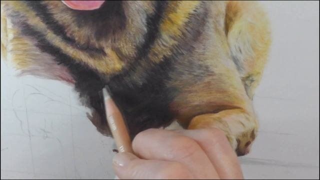Colored Pencil on Drafting Film Finished Pet Portrait! Part 3 смотреть онлайн
