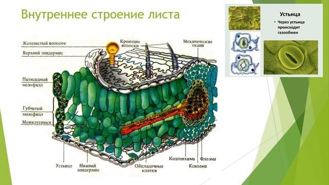 Лист смотреть онлайн