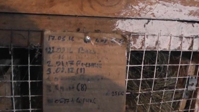 Производительность крольчих в моем хозяйстве. смотреть онлайн