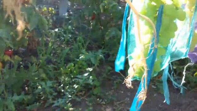 Сорт винограда Ландыш смотреть онлайн