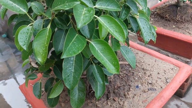 গৌতম দাদার বনসাই||Bonsai Of Goutam Dada||Sree Sanjiban|| смотреть онлайн