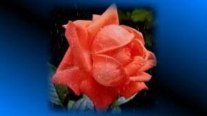 Футаж. Цветы под дождём 16  Footage. Flowers in the rain 16