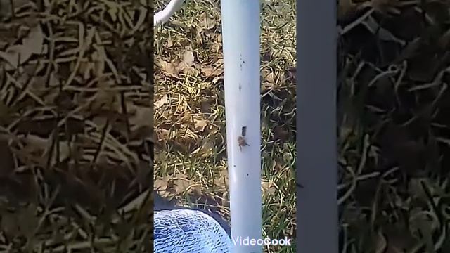 паук или клещ смотреть онлайн