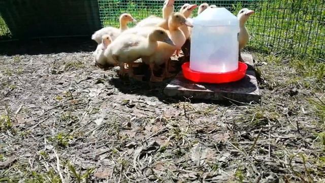 Утки муларды 3 недели смотреть онлайн